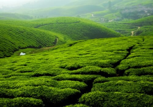 Munnar Hill Station Tour Package from Chennai