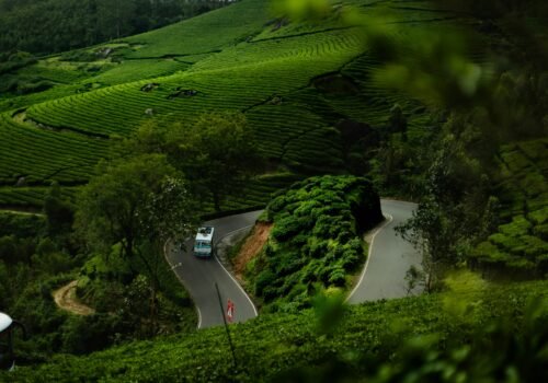 Wayanad Nature & Wildlife Tour from Chennai